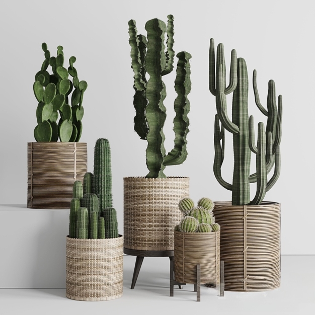 仙人掌植物盆栽3D模型